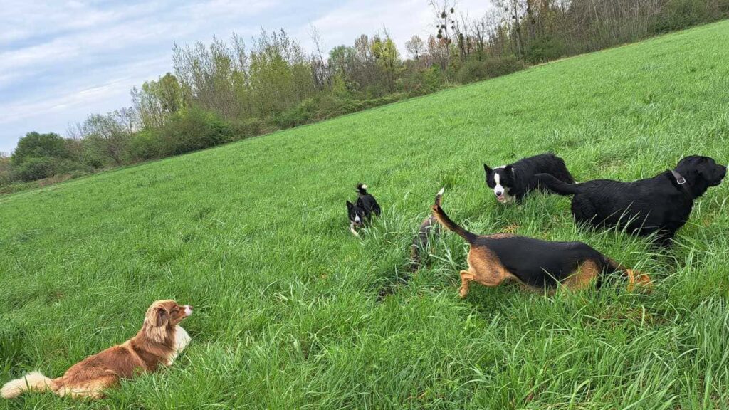 à la pension canine familiale d'Orvanne, Ina aime creuser avec Riven, Ulysse imite, et les autres s'en mêlent-2