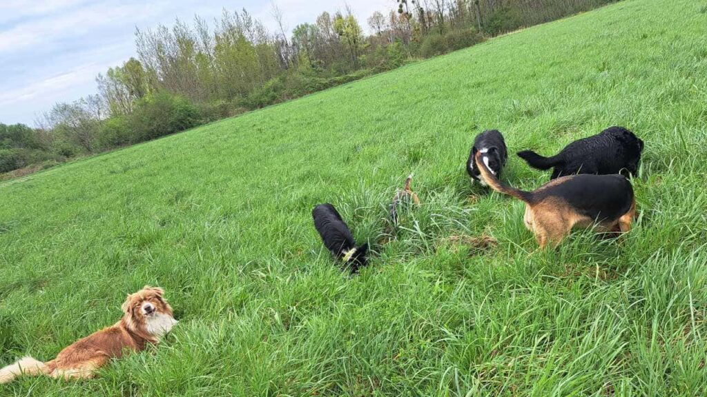 à la pension canine familiale d'Orvanne, Ina aime creuser avec Riven, Ulysse imite, et les autres s'en mêlent-3