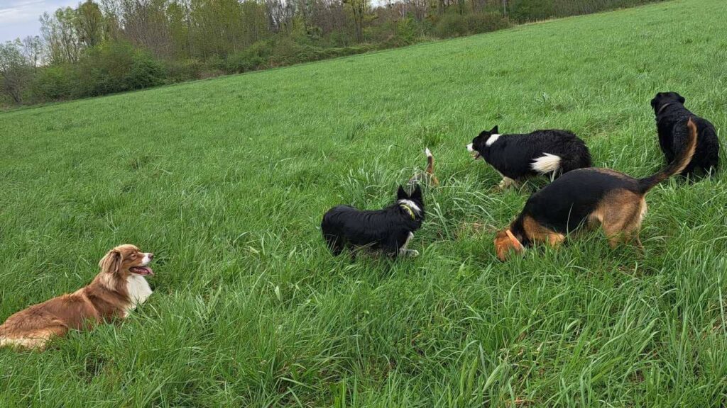 à la pension canine familiale d'Orvanne, le jeu commence autour des chasseuses