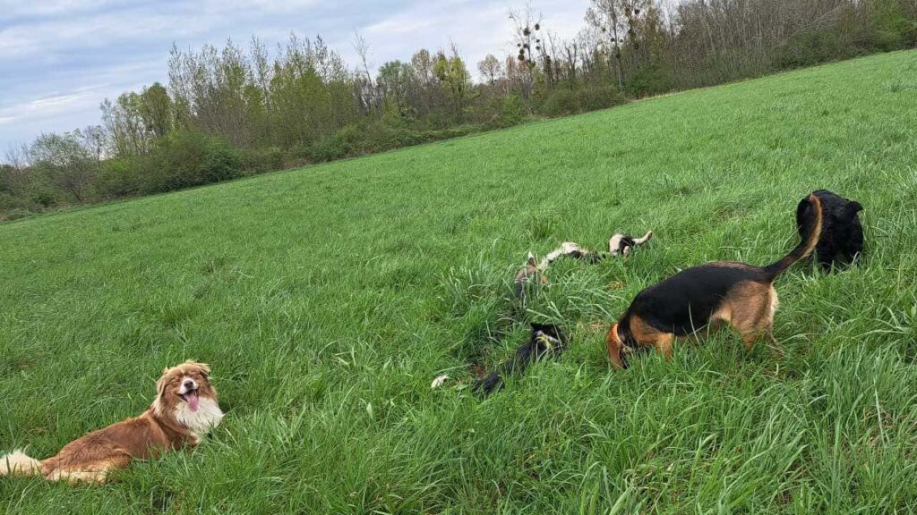 pendant son séjour à la pension canine familiale Orvanne, le jeu commence autour des chasseuses et roulades generales