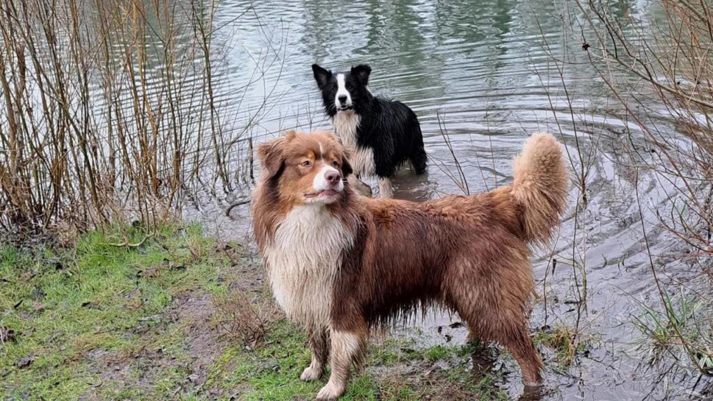 promenade canine aux environs d'Orvanne, encore dans l'eau