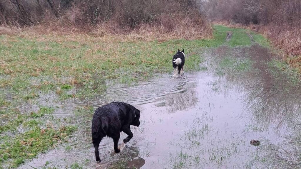 promenade canine aux environs d'Orvanne, toujours heureux dans l'eau