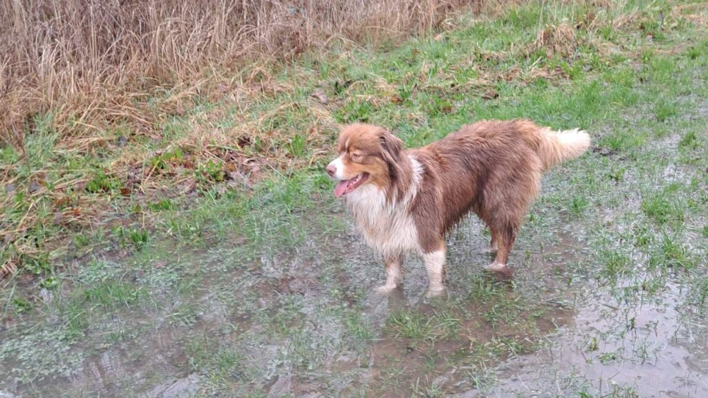 ballade de chiens aux environs d'Orvanne, Sammy heureux dans l'eau