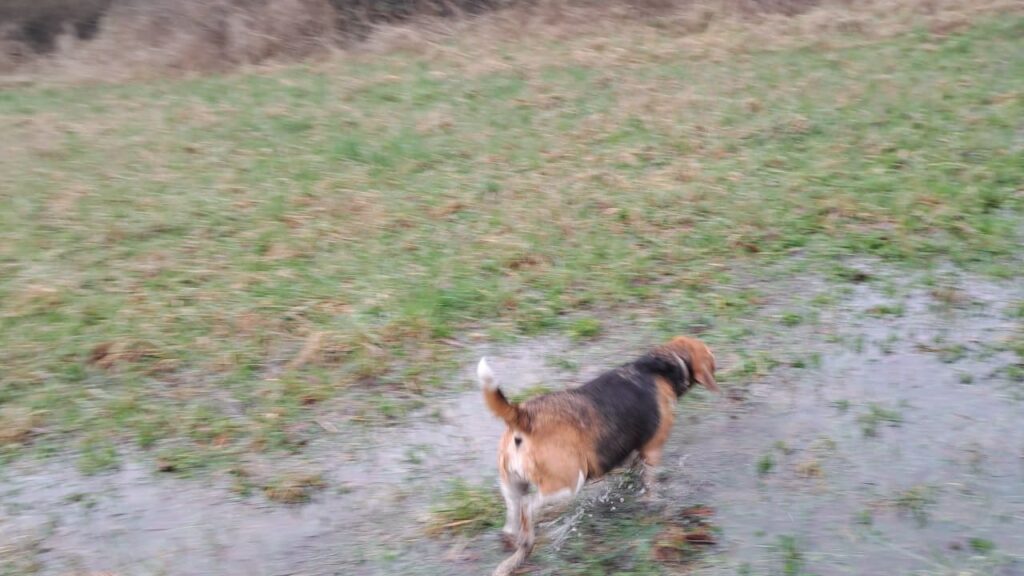 promenade canine aux environs d'Orvanne, Ina se mouille rapidement