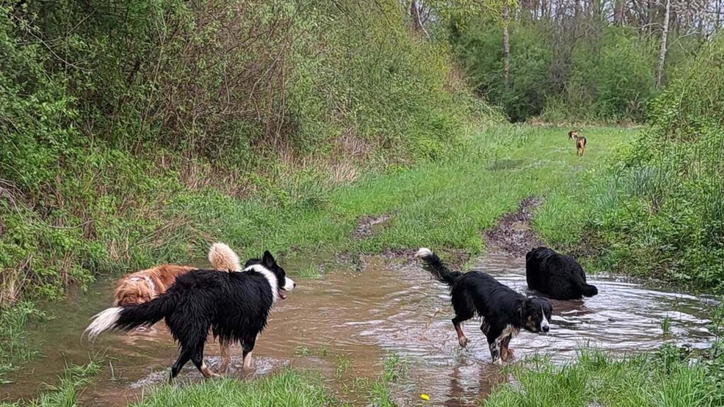 à la pension canine familiale d'Orvanne, vive la flaque d'eau