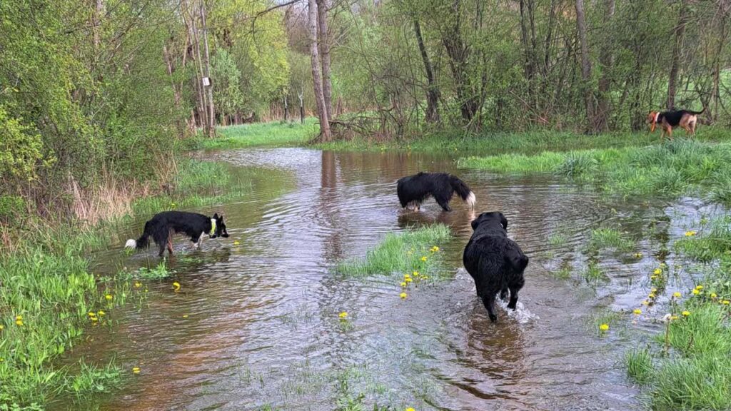 pendant son séjour à la pension canine familiale Orvanne, les jeux d'eau sont excellents