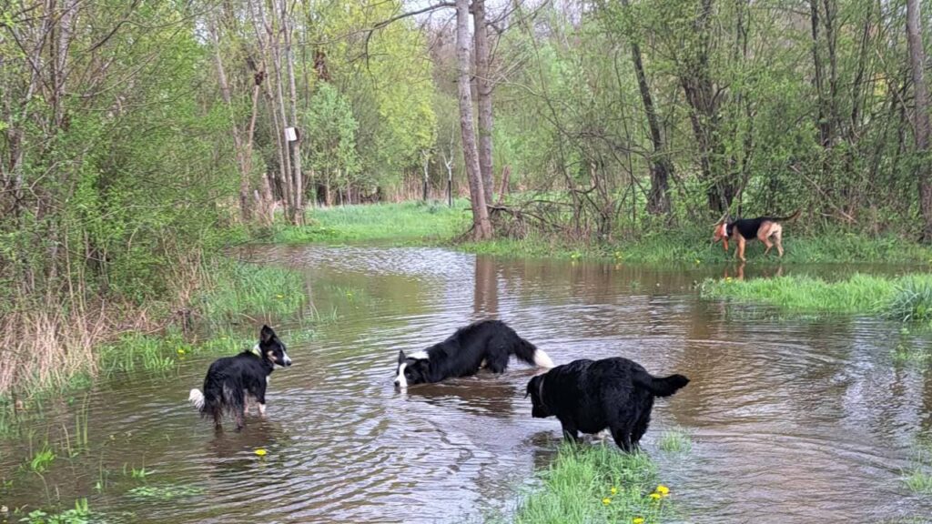 à la pension canine familiale d'Orvanne, les jeux d'eau sont excellents, chacun patauge, voire se roule dans l'eau