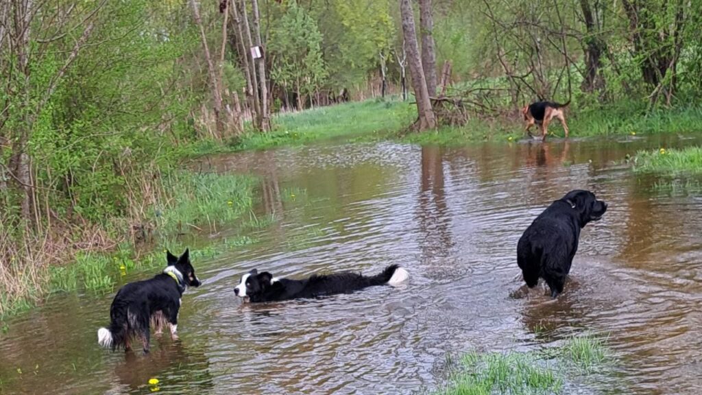 pendant son séjour à la pension canine familiale Orvanne, Ulysse va jouer avec Snow dans l'eau