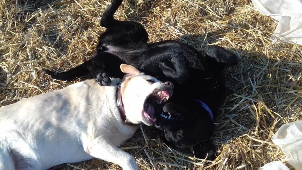 Pension de chiens familiale, à Moret Loing et Orvanne, ma Prune embête souvent ma reine Elie, qui ne se laisse pas faire par la jeunesse