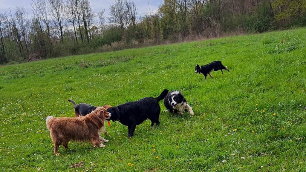 jeu de la pension canine familiale, Ulysse et Snow troupotent , mais Ulysse est moins rapide -4