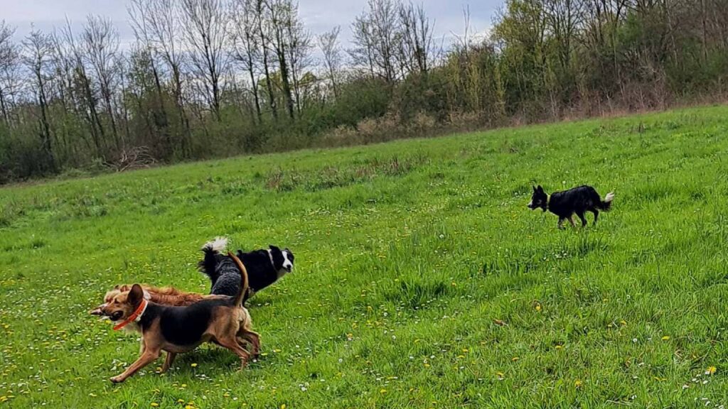 à la pension canine familiale d'Orvanne, Ulysse et Snow troupotent , mais Ulysse est moins rapide -5