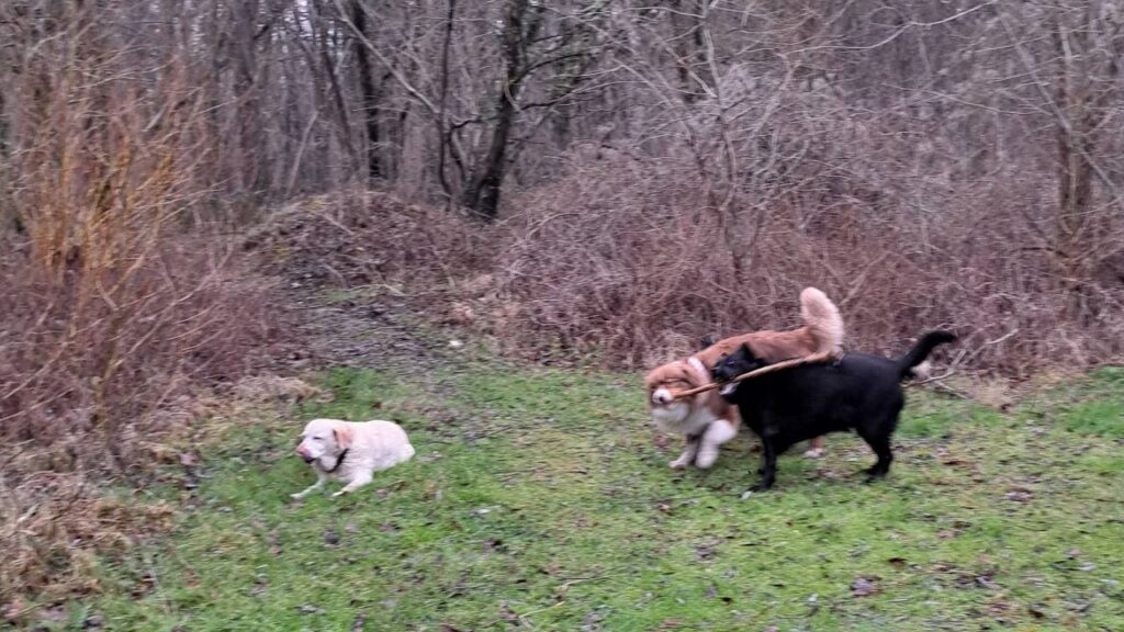 ballade de chiens aux environs d'Orvanne, le jeu continue, aux bords de l'étang -4