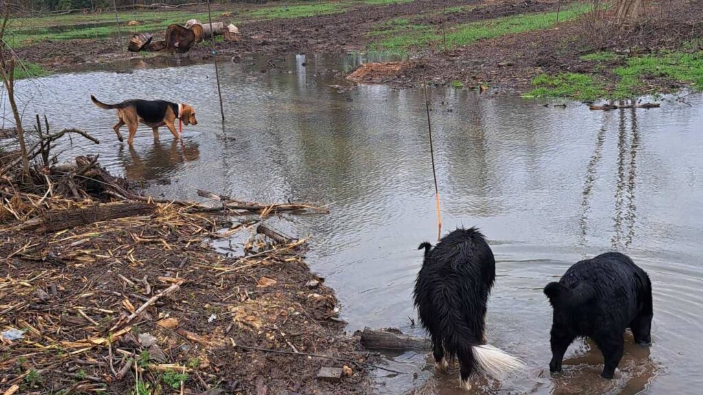 ballade de chiens aux environs d'Orvanne, encore dans l'eau