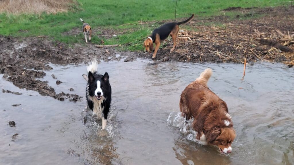 promenade canine aux environs d'Orvanne, toujours dans l'eau