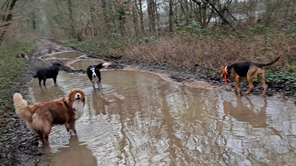 promenade canine aux environs d'Orvanne, des flaques de boue partout