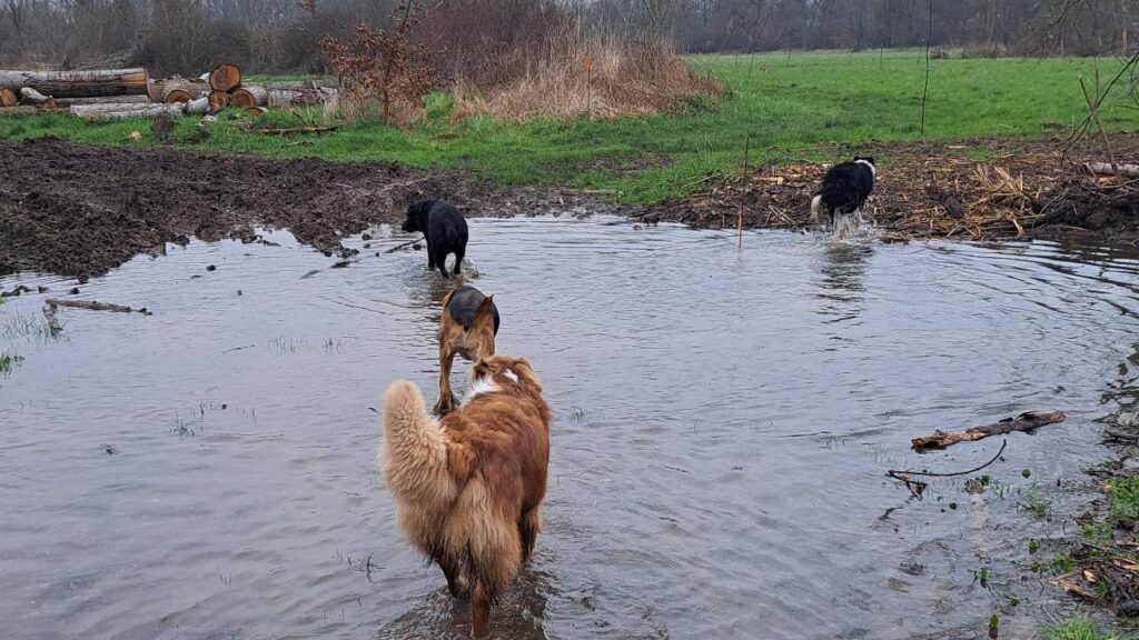 ballade de chiens aux environs d'Orvanne, de l'eau partout