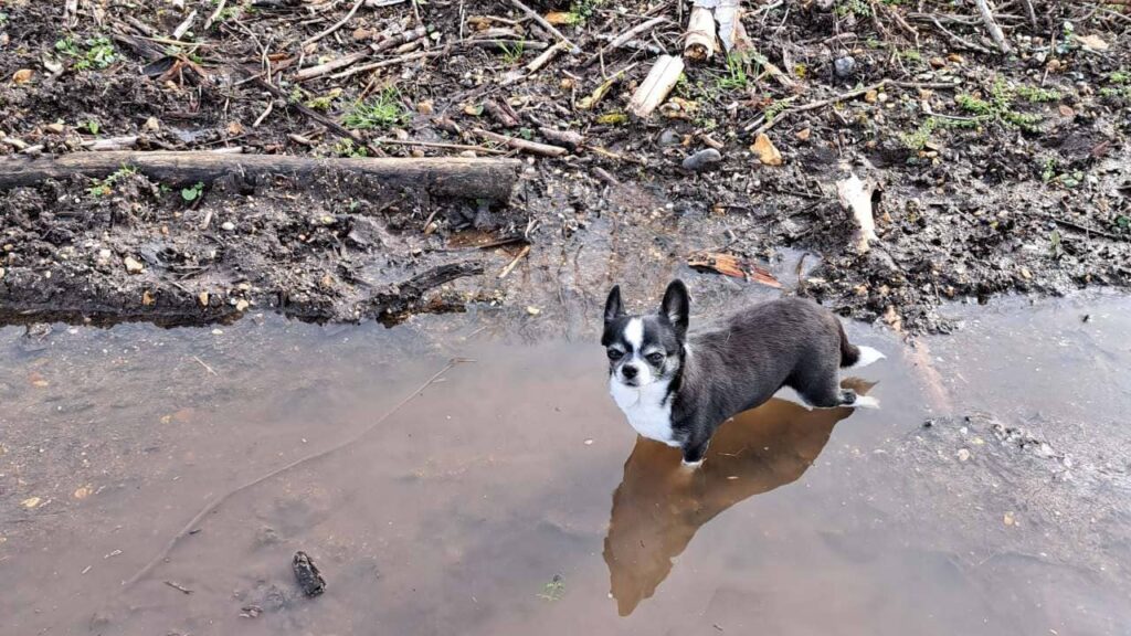 promenade canine aux environs d'Orvanne, même Lola doit se mouiller