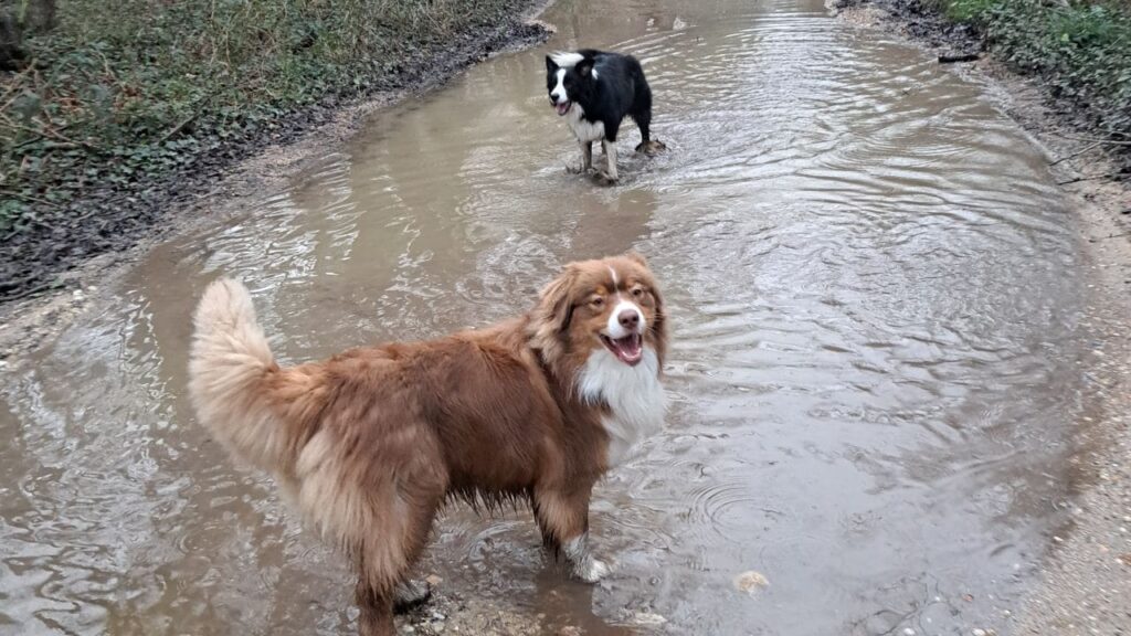 ballade de chiens aux environs d'Orvanne, Snow et Sammy ne ratent pas une occasion de se mouiller