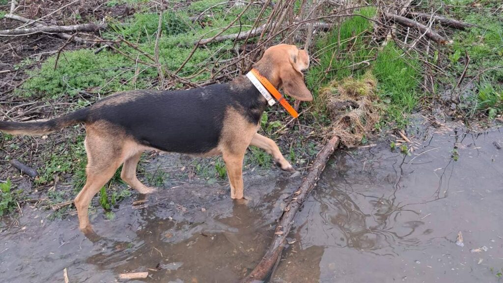 ballade de chiens aux environs d'Orvanne, Riven se mouille le moins possible