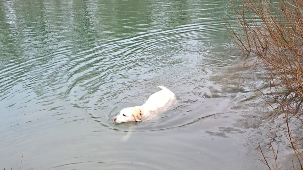 promenade canine aux environs d'Orvanne, ma Gala profite d'un petit bain