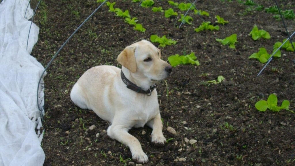 Pension de chiens familiale, à Moret Loing et Orvanne, ma sage Gala me suit des yeux