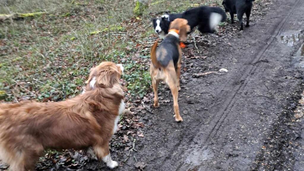 promenade canine aux environs d'Orvanne, même en foret il y a de l'humidité -2