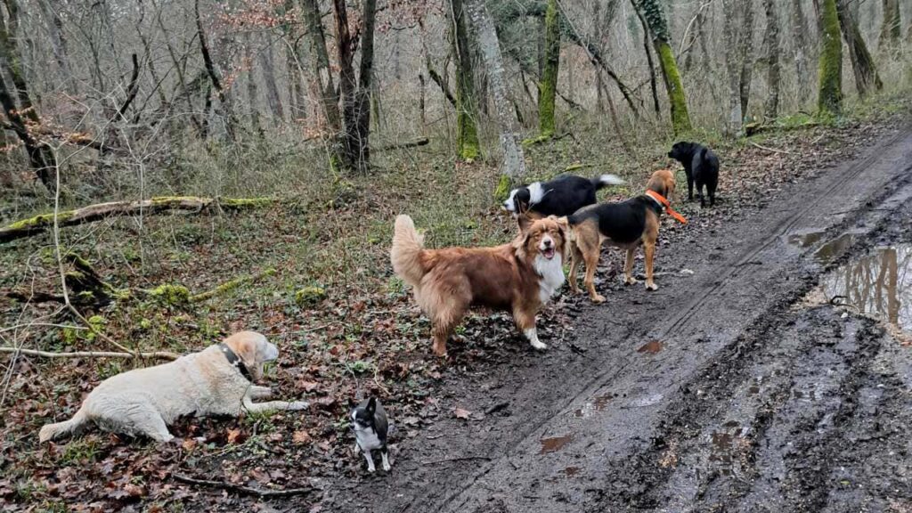 ballade de chiens aux environs d'Orvanne, même en foret il y a de l'humidité