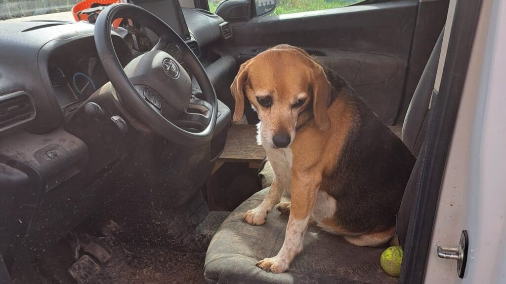 sortie de chiens aux environs d'Orvanne, Ina souhaite rentrer