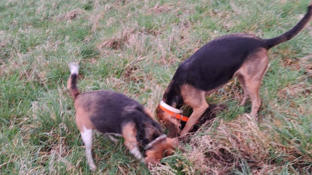 ballade de chiens aux environs d'Orvanne, elles creusent toujours