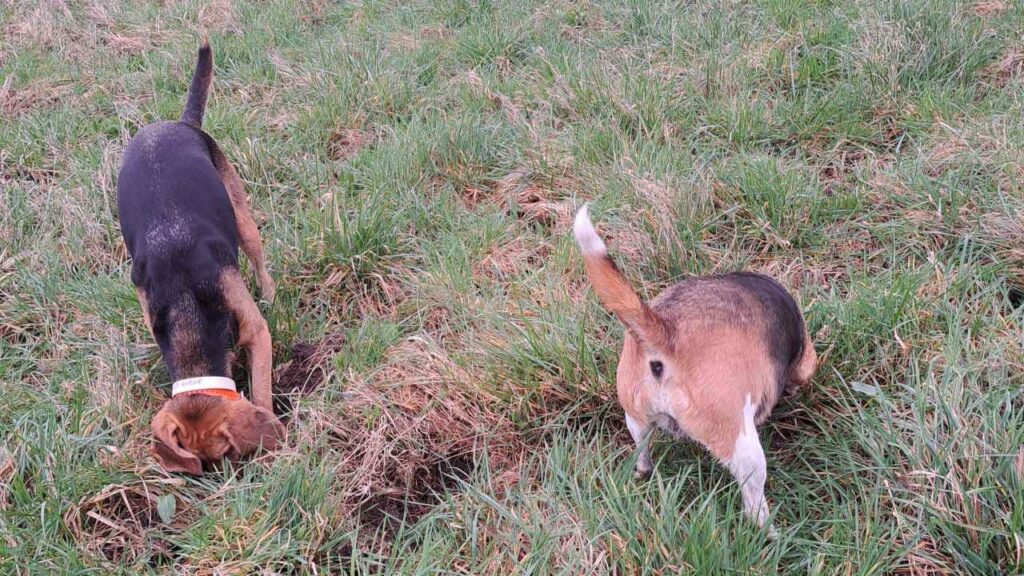 sortie de chiens aux environs d'Orvanne elles creusent toujours et encore