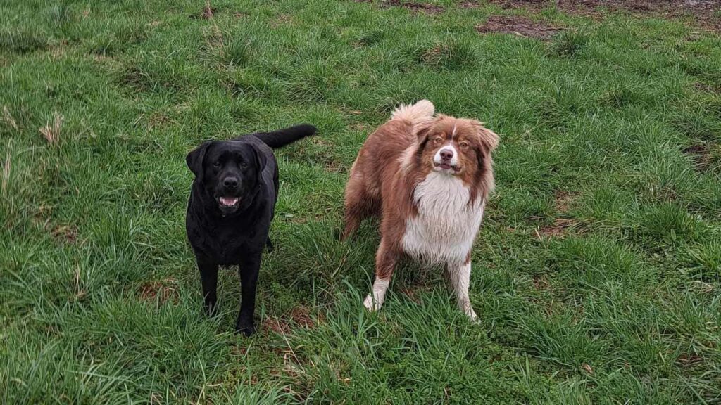 ballade de chiens aux environs d'Orvanne, duel , je vais lancer le bâton