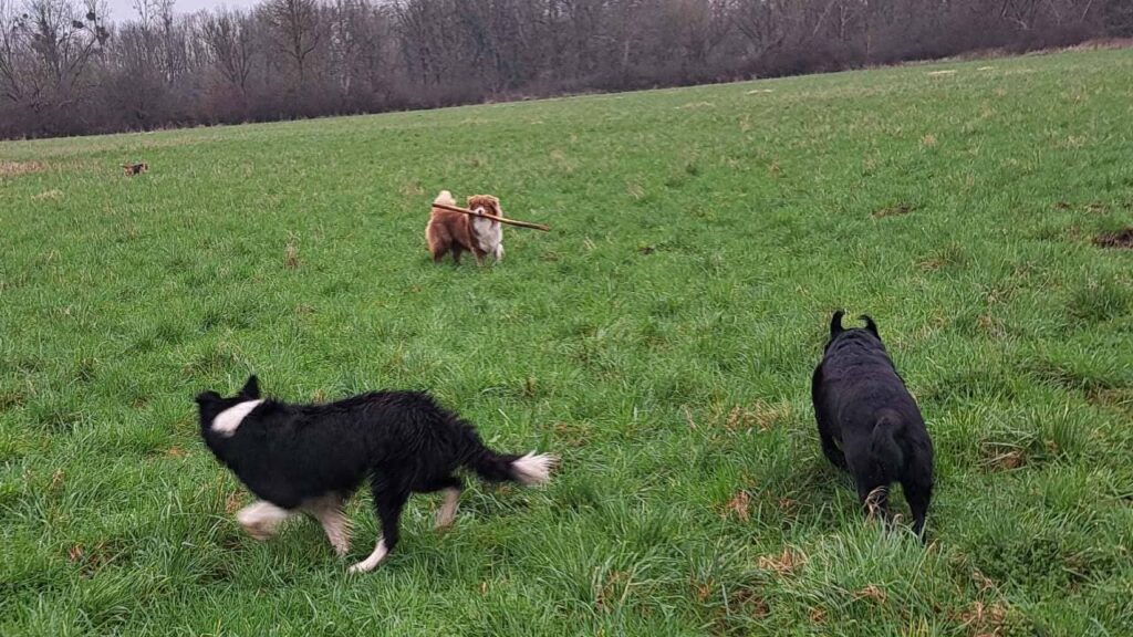 sortie de chiens aux environs d'Orvanne, Sammy a été le plus rapide mais ma Prune