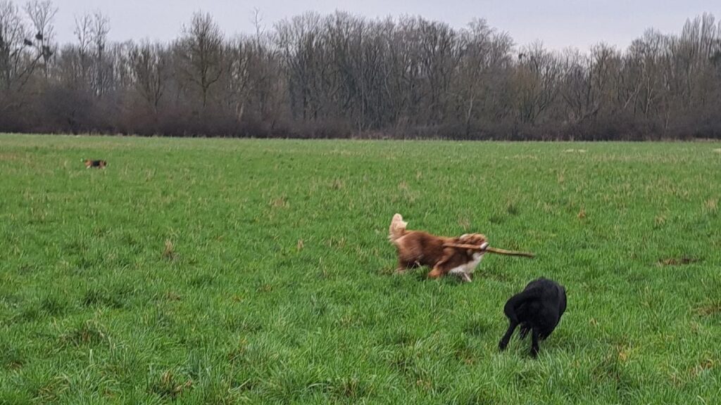 ballade de chiens aux environs d'Orvanne Sammy a été le plus rapide mais ma Prune va plonger