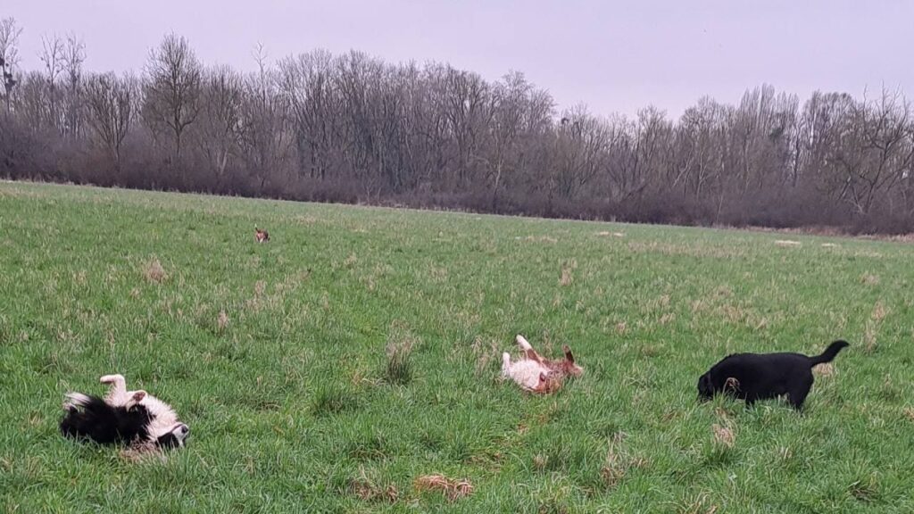 ballade de chiens aux environs d'Orvanne, les pattes au sec, on se roule pour profiter de la fin du jeu