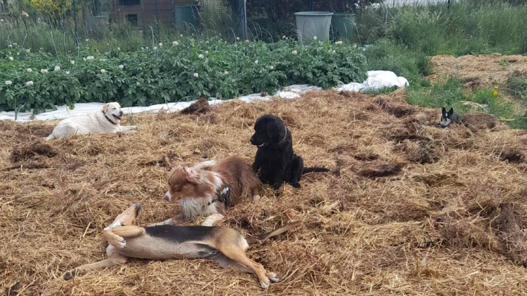 pension canine familiale à Orvanne, jeu collectif dans la paille