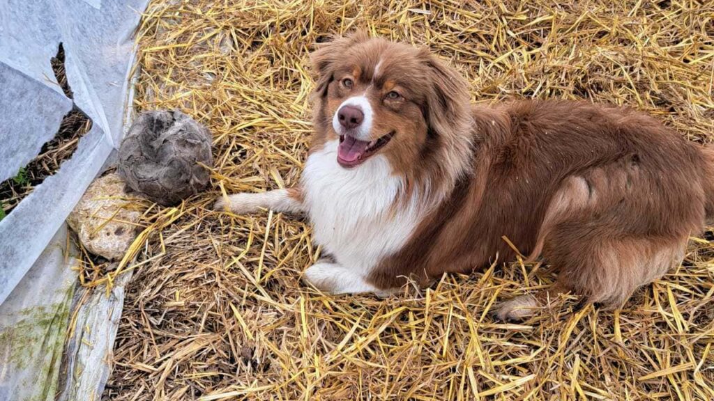 lors de la pension canine familiale, séance jeu pour Sammy