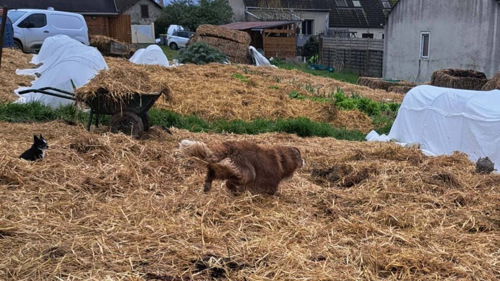 Pension de chiens familiale, à Moret Loing et Orvanne, Sammy joue au ballon-2