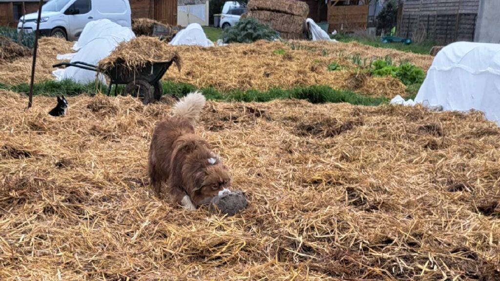 Pension de chiens familiale, à Moret Loing et Orvanne, Sammy joue au ballon-3