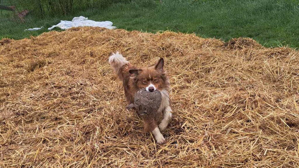 pension canine familiale à Orvanne, Sammy joue au ballon dans la paille