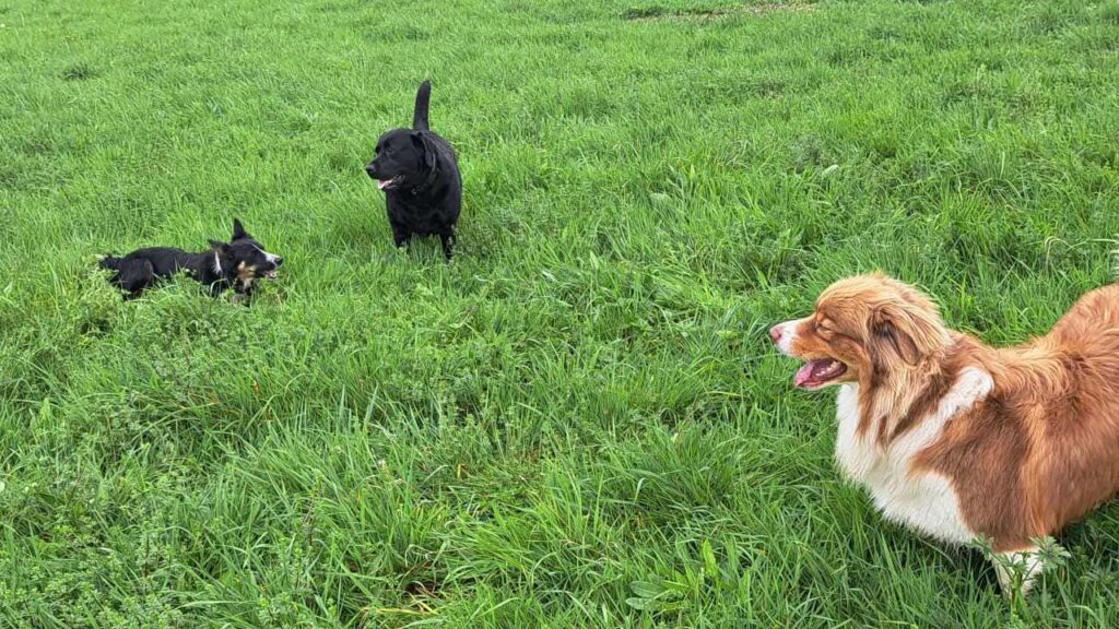 pendant son séjour à la pension canine familiale Orvanne, Ulysse veut jouer avec sammy