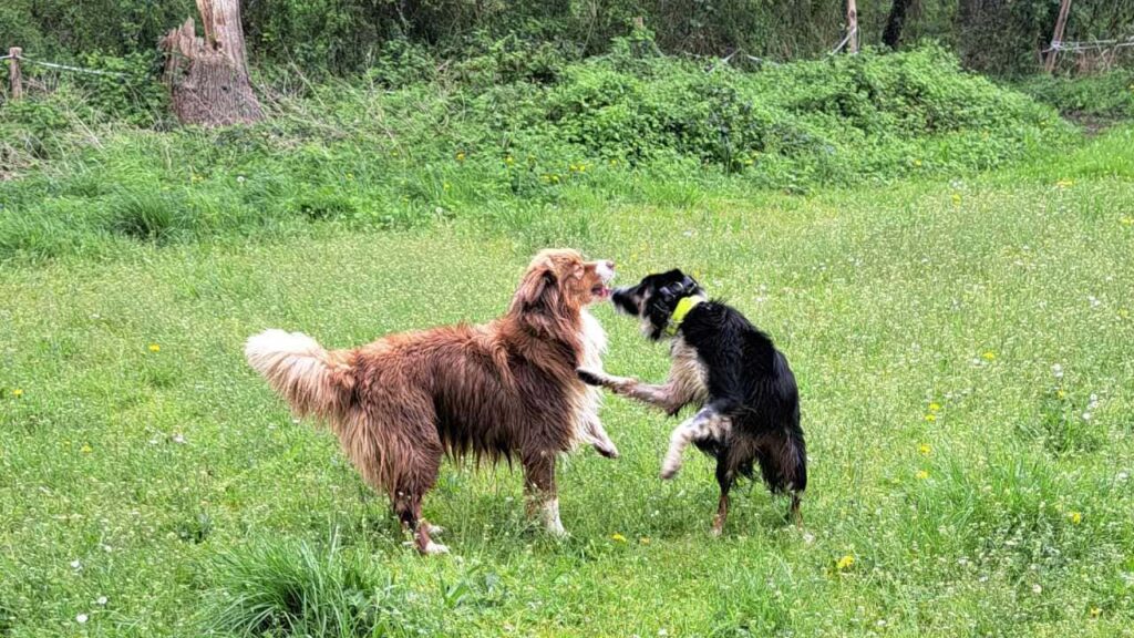 à la pension canine familiale d'Orvanne, Ulysse veut jouer avec sammy -2