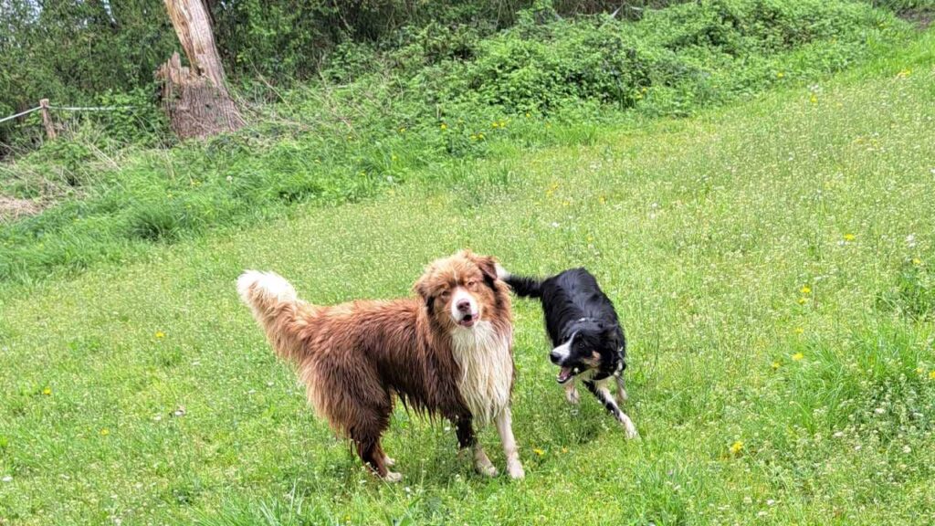 pendant son séjour à la pension canine familiale Orvanne, Ulysse veut jouer avec sammy -3