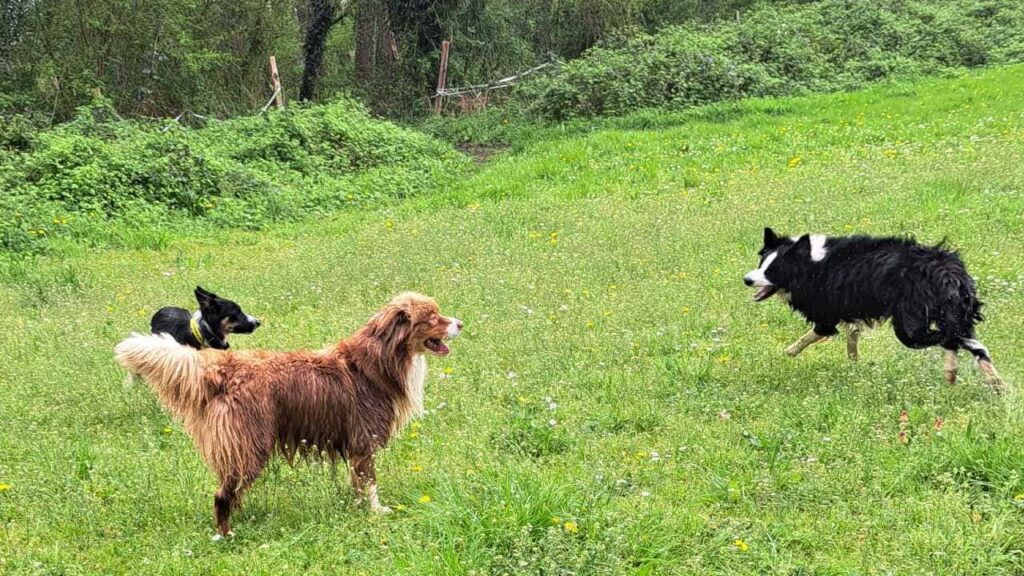 à la pension canine familiale d'Orvanne,Ulysse veut jouer avec sammy -4, Snow s'en mêle