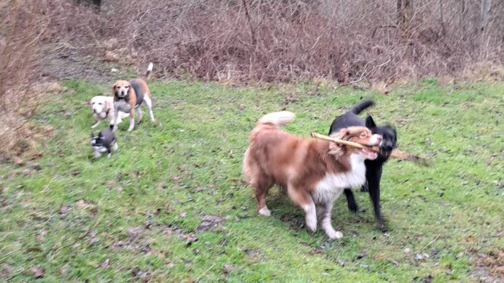 sortie de chiens aux environs d'Orvanne, le jeu continue, aux bords de l'étang -2