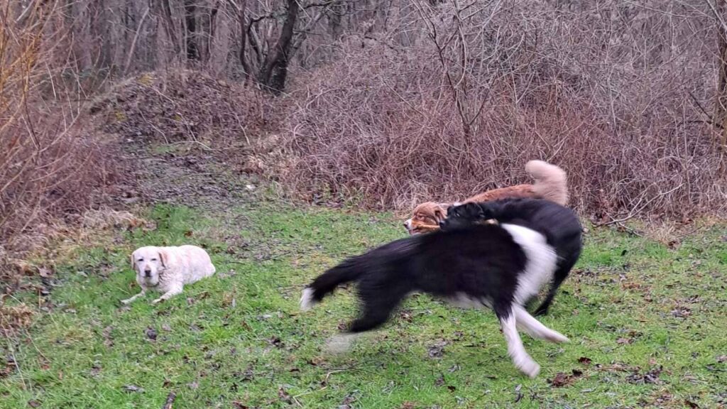 ballade de chiens aux environs d'Orvanne, le jeu continue, aux bords de l'étang -3