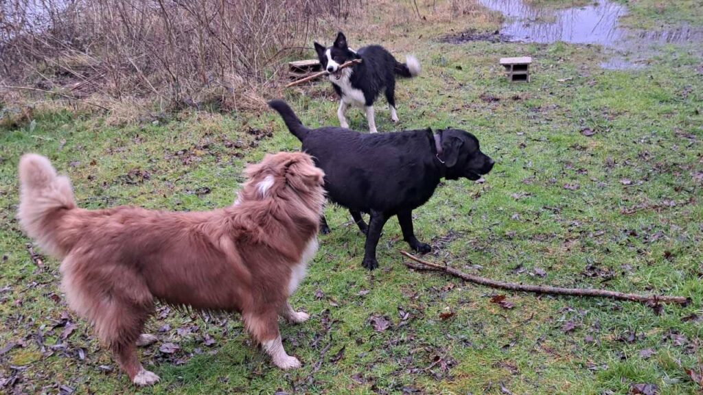 ballade de chiens aux environs d'Orvanne, le jeu continue, aux bords de l'étang -1, Snow sort le bâton de l'eau