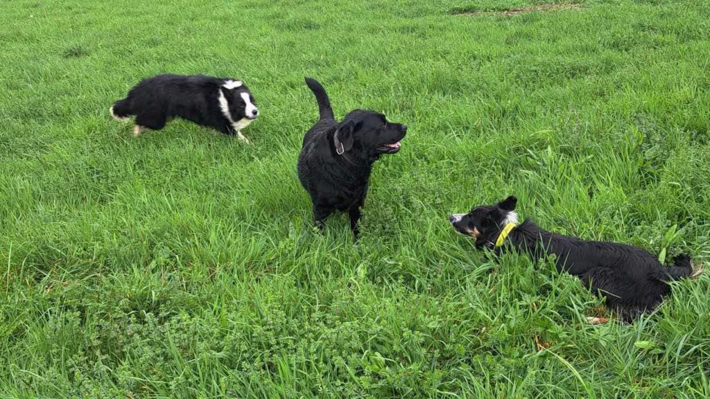 pendant son séjour à la pension canine familiale Orvanne, Ulysse joue avec les autres chiens, Prune s'en mêle