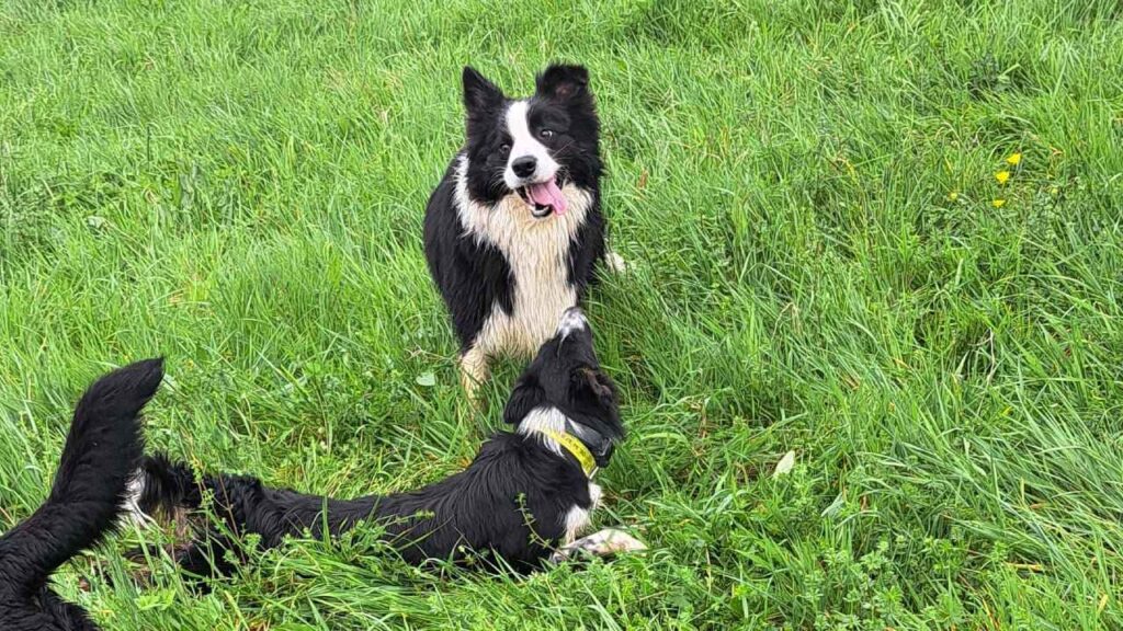 à la pension canine familiale d'Orvanne, Ulysse veut défier Snow -5, Ulysse s'aplatit pour faire son numéro de charme