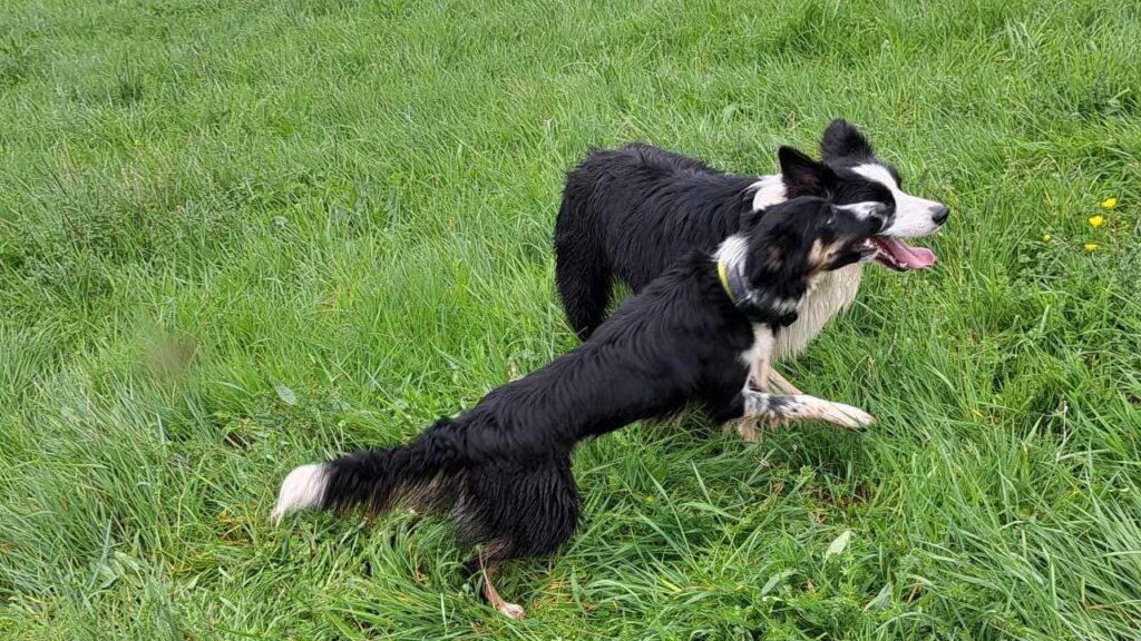 à la pension canine familiale d'Orvanne, Ulysse veut défier Snow -6