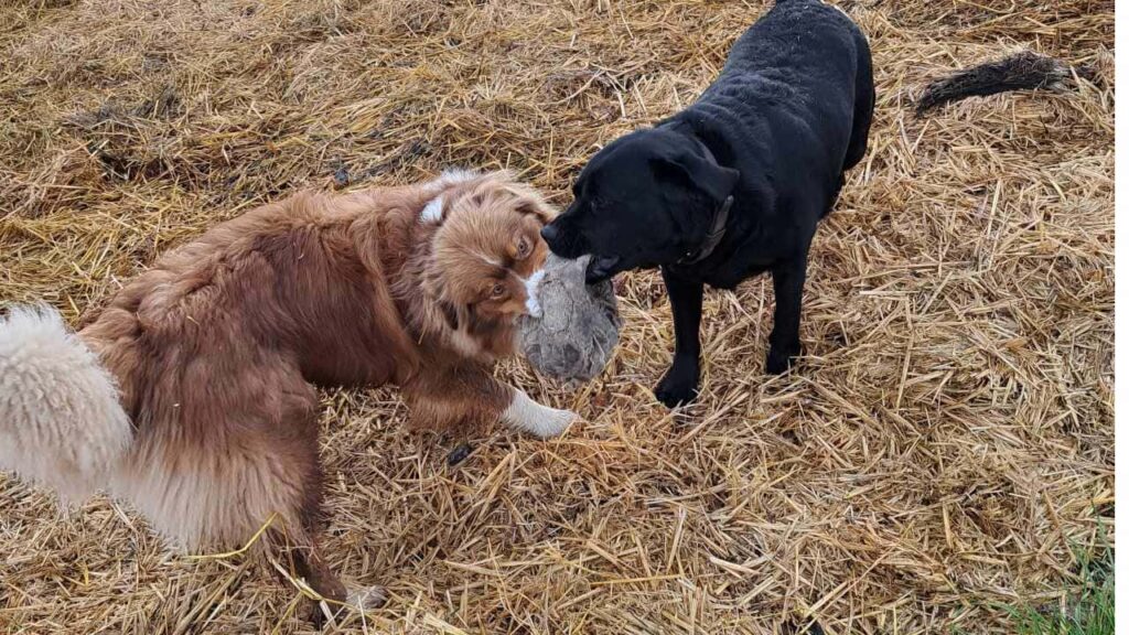 Pension de chiens familiale, à Moret Loing et Orvanne, ma Prune et Sammy se disputent le ballon dans la paille-4